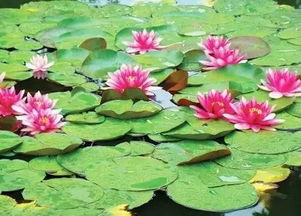 睡莲与生活的启示