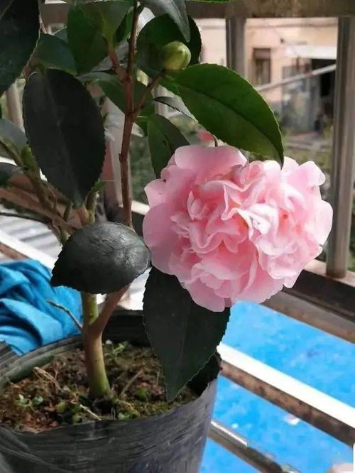 花卉的美丽与生活