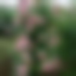 布罗德男爵月季的花期详解