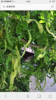 剥皮播种：绣花功夫，讲究时机