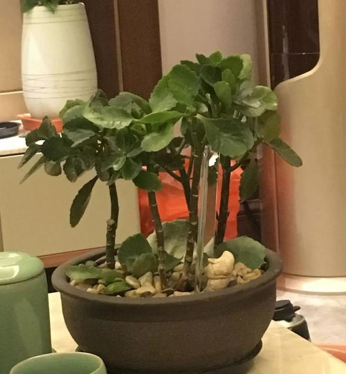 第一步：观察与修剪