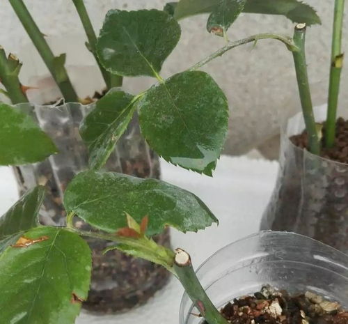 根系弱， 要注意阳光和水分