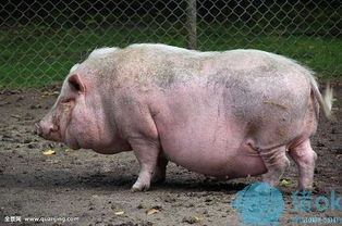 猪蛔虫病防治要点有哪些，需要注意什么呢？