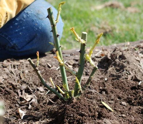 将插条插入培养土1/3