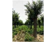 新手必堪的三大避坑指南