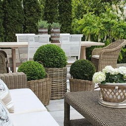 警惕“入侵性”树种， 选择替代方案