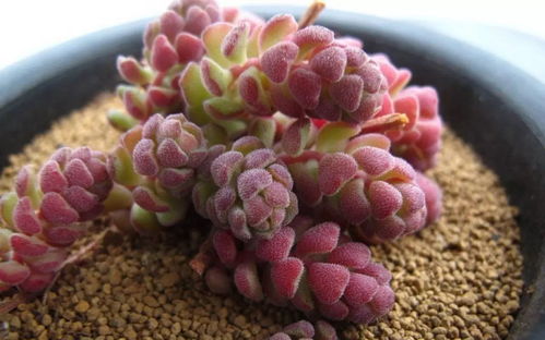 妙招一：选对土壤，根系健康是关键