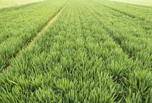 硫酸二氢钾与农药， 分开来