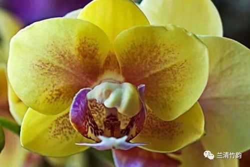 蝴蝶兰不宜用沙子种植，选土宜疏松透气、排水良好