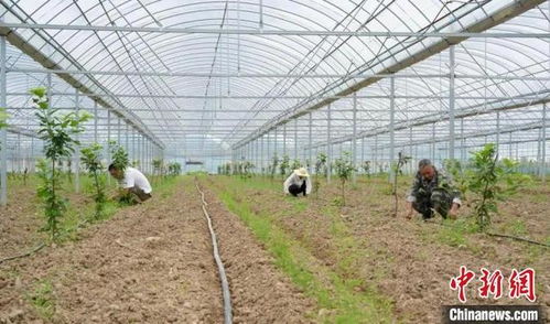 套种提升土地利用率