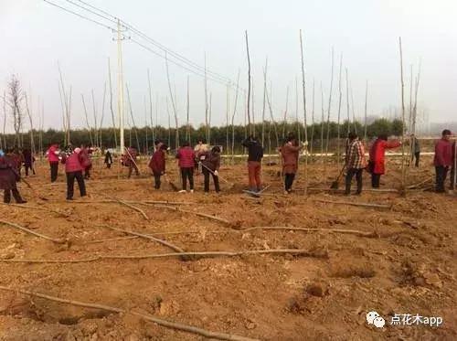 在浇第2次定根水时 应用菌根肥“根飞扬”+杀菌药肥“琳海健安”+土壤改良剂“琳海多亢”一起浇灌