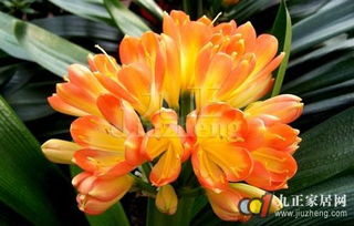 百菌清， 灌根还是喷雾