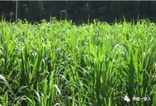 亚热带适合种植的绿化草