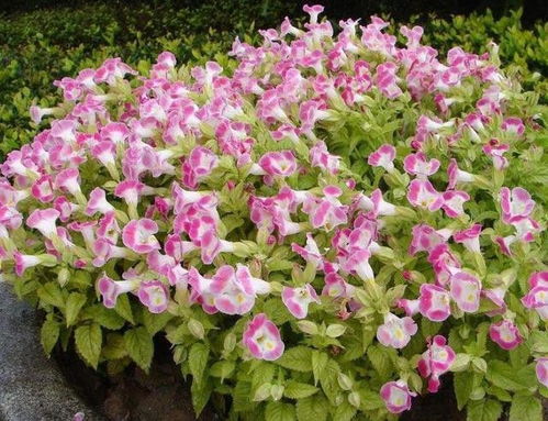 07、 农历七月紫薇花开，优雅豪爽