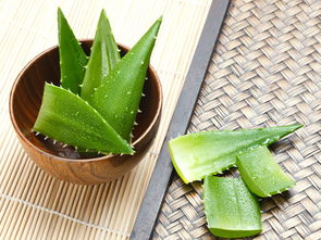 芦荟盆里出现虫子的原因和解决办法