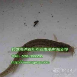 泥鳅养殖指南：家庭养泥鳅喂食技巧揭秘