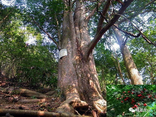 哪种树geng适合种植？