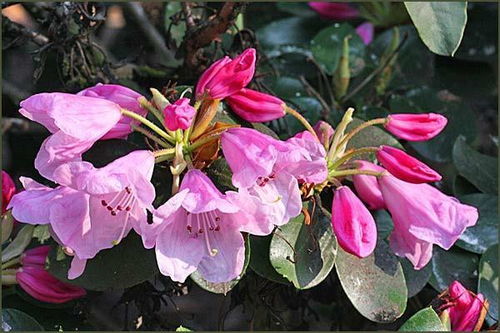 杜鹃花：大自然中的美丽传说