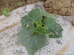 养分不足， 叶子枯黄