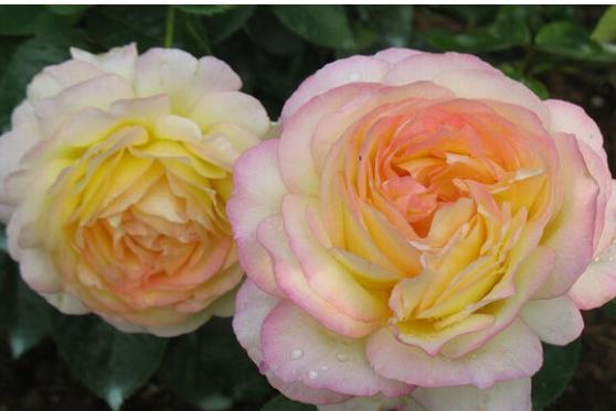 花瓣颜色：五彩斑斓， 美得不像话