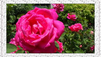 月季花：花中皇后 五彩斑斓