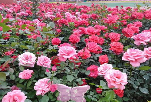 藤本月季的成长历程