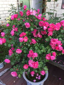 月季花品种介绍