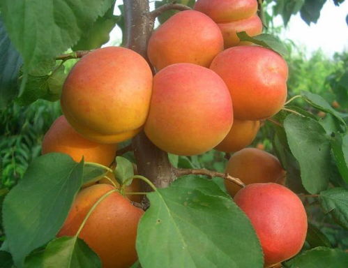 杏树嫁接与育苗时间