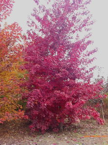 秋天的色彩盛宴：红枫的亮丽风景