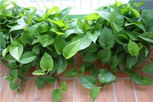 大棚种植绿萝和绿萝花，你需要注意这些小细节！