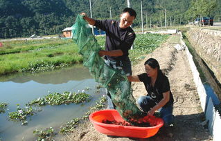农业养殖常见问题：设施简陋