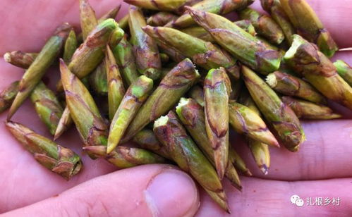 杨树芽的秘密用途