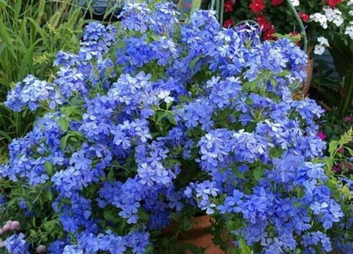 “10种爆品花，搬出即爆叶开花，养花新宠！”