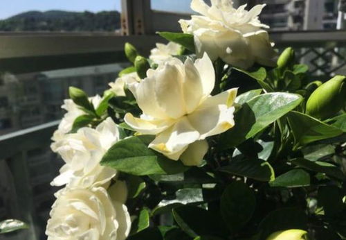 栀子花的种植心得分享