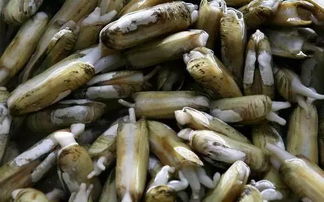 蛏子是否可以生吃，其安全性及食用方法有何讲究