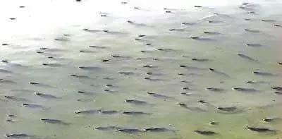 鱼种越冬死亡率高，主要因水温低、溶氧不足、疾病等