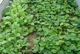 五月份，菜园里的丰收景象