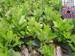 第三步：添加叶脉和细节