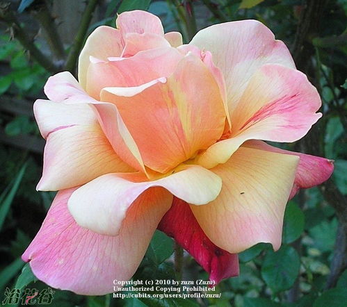 胡佛总统月季：一朵花中的历史与美丽