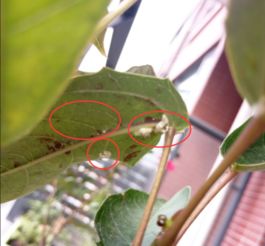 葡萄树芯内有虫如何杀灭，同时消灭根部虫害的最佳方法是什么