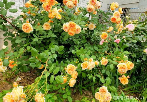 月季花苞打不开的烦恼，品种问题还是养护不当？