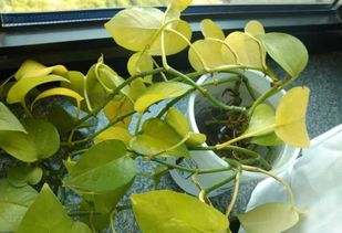 肉肉植物叶子发黄了怎么办？是浇水过多还是病虫害