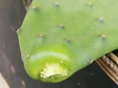 温度与湿度， 生命的舞蹈