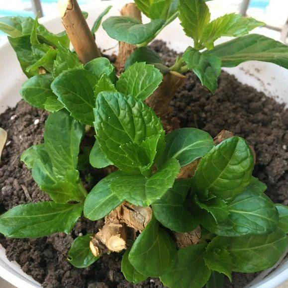 为什么精心挑选的花苗一到三伏天就黄叶烂根？