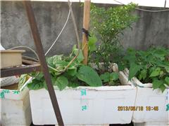 泡沫箱种花小窍门：泡沫嫩否直接加入泥土里使用？