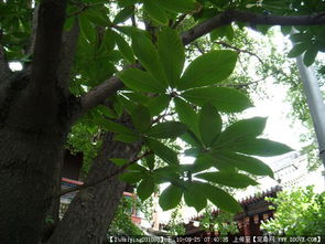 树木刷白有什么作用和意义？