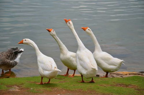 秋配抓三点:关注鹅群繁殖、饲料营养、疫病防控