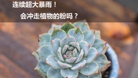 仙人球为何越长越长？