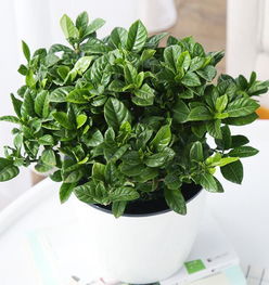 白色花小植物招虫怎么办？