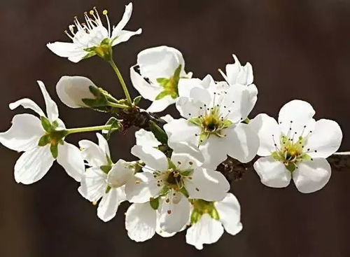 杏花桃花傻傻分不清？老司机教你一招
